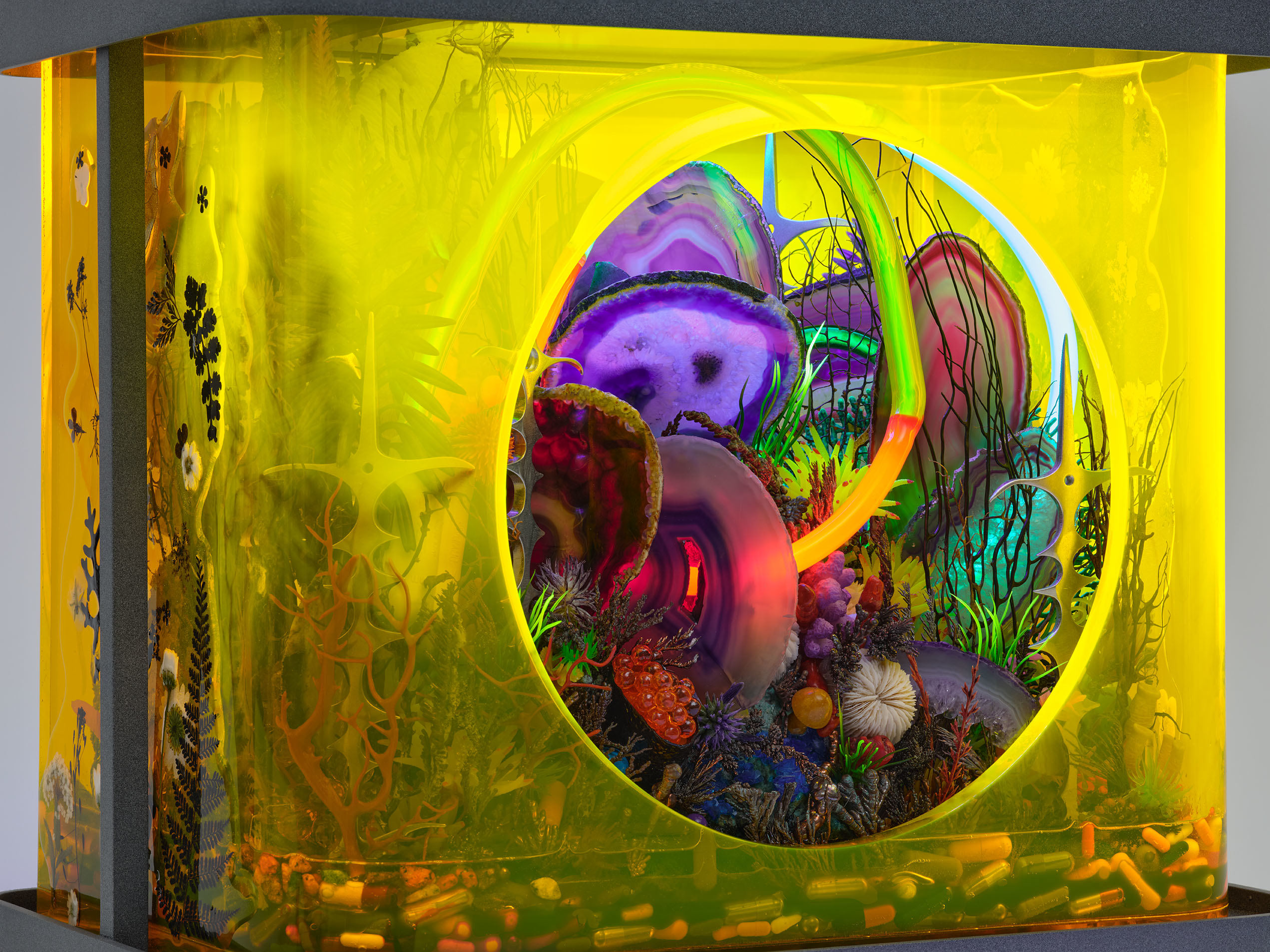 Versicolor Mouth of the Counselor to the Gods