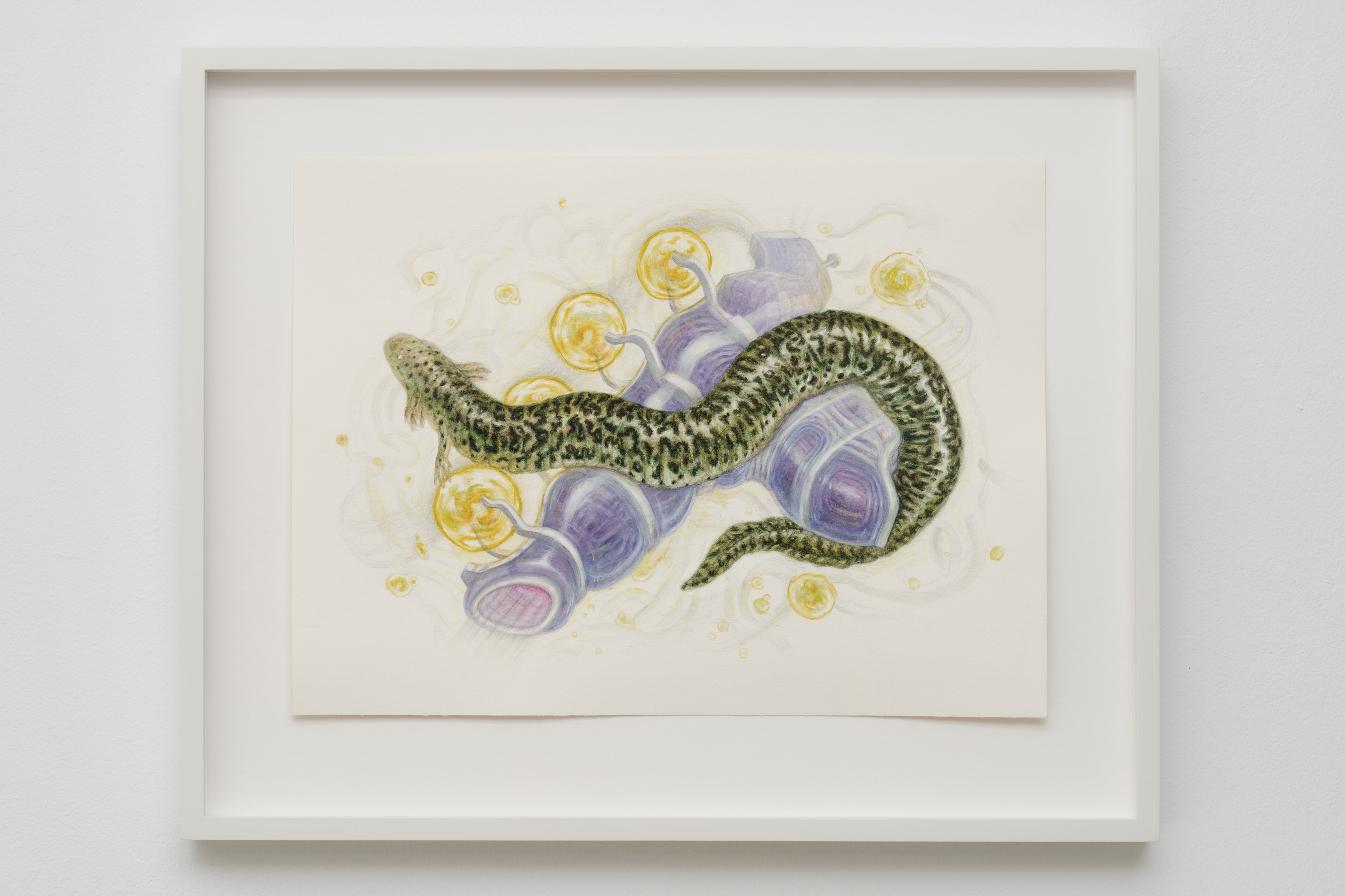 Reticulated Siren
