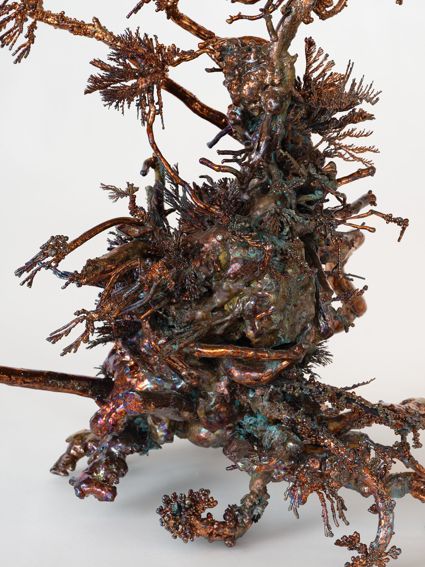 Dendrite Bonsai (Un-berried)