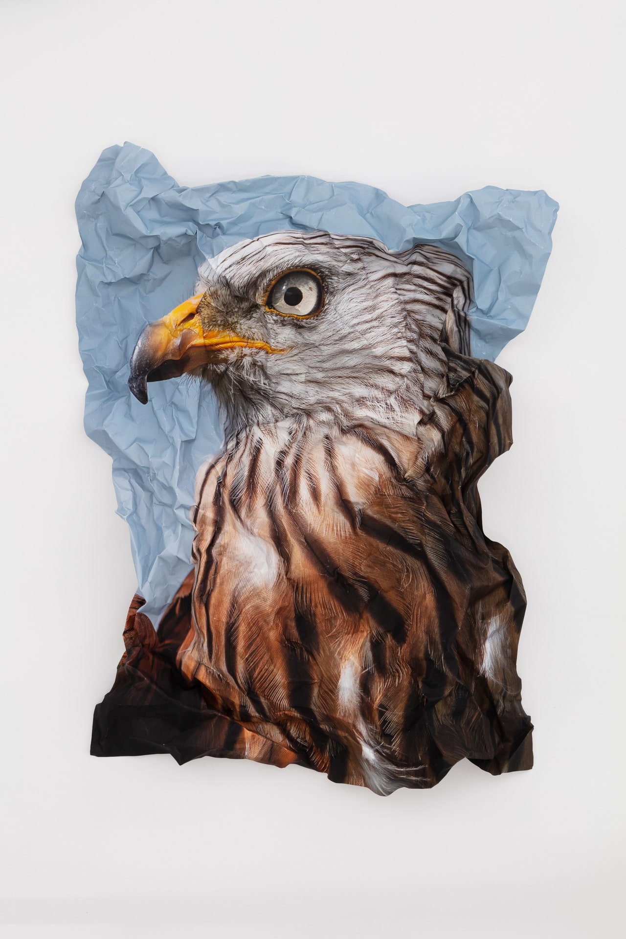 British Birds of Prey: Red Kite