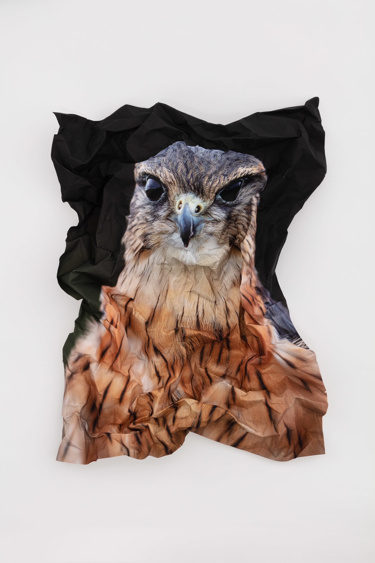 British Birds of Prey: Merlin