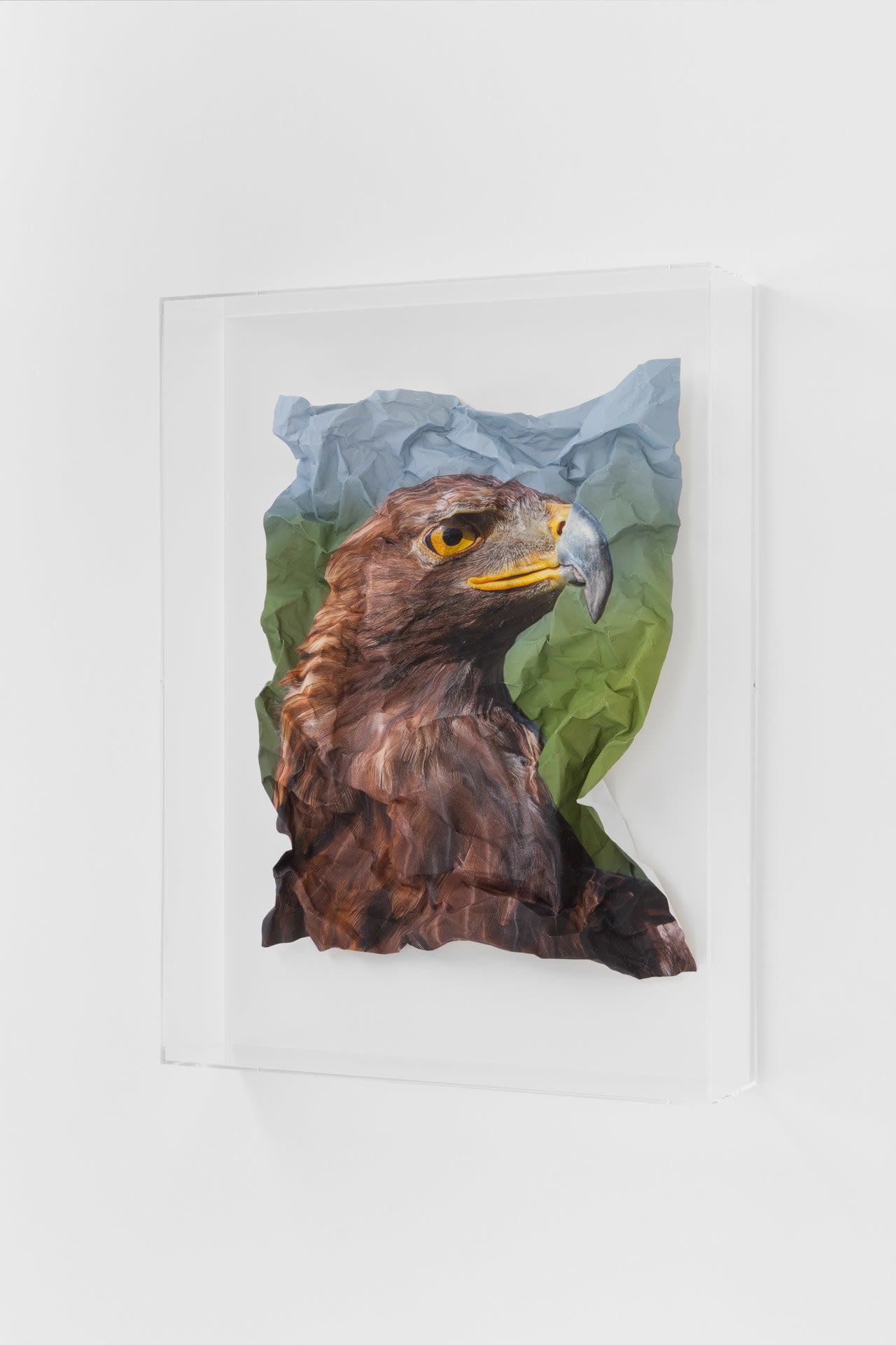 British Birds of Prey: Golden Eagle