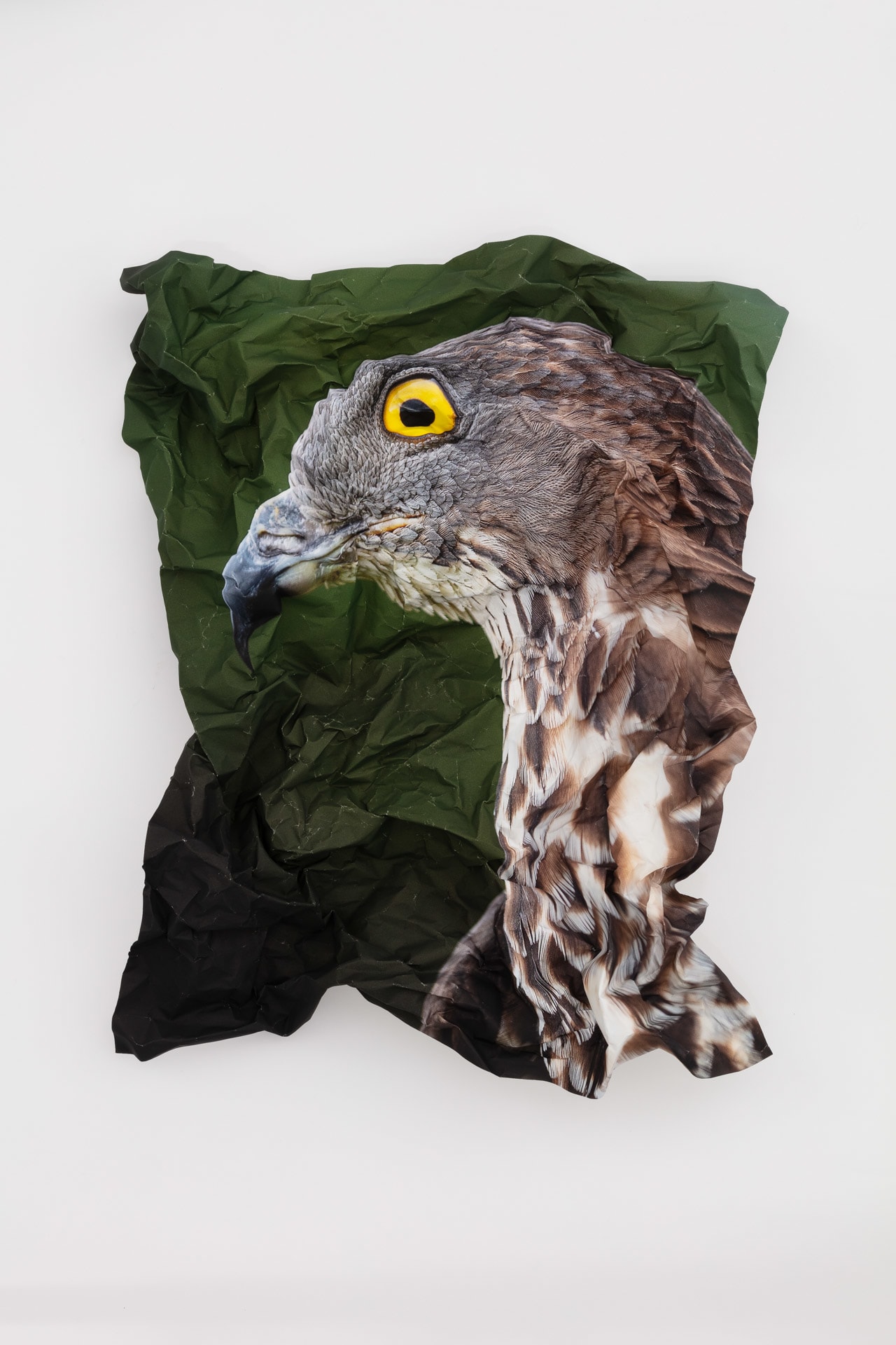 British Birds of Prey: Honey Buzzard