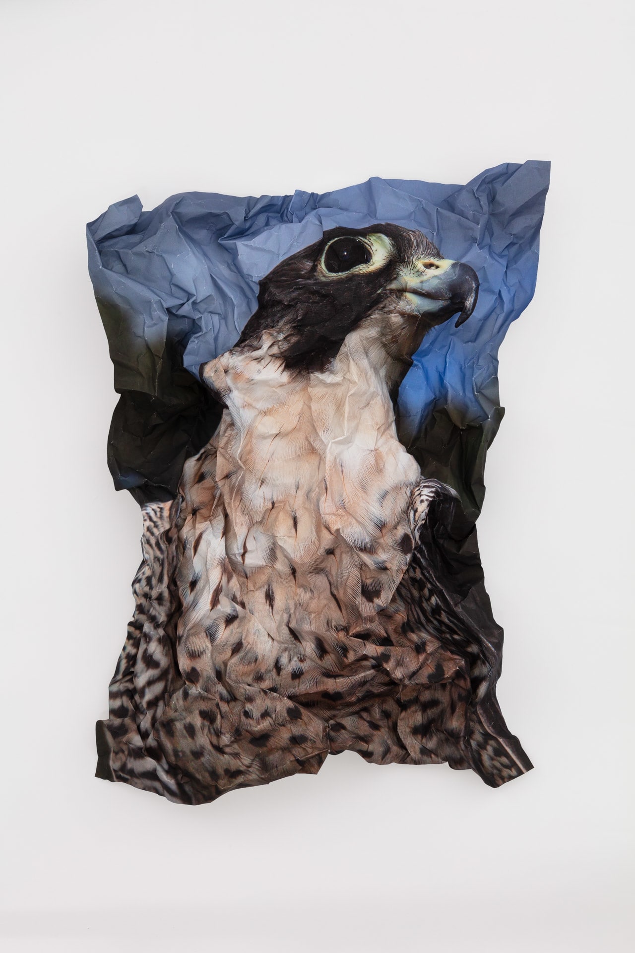 British Birds of Prey: Peregrine Falcon