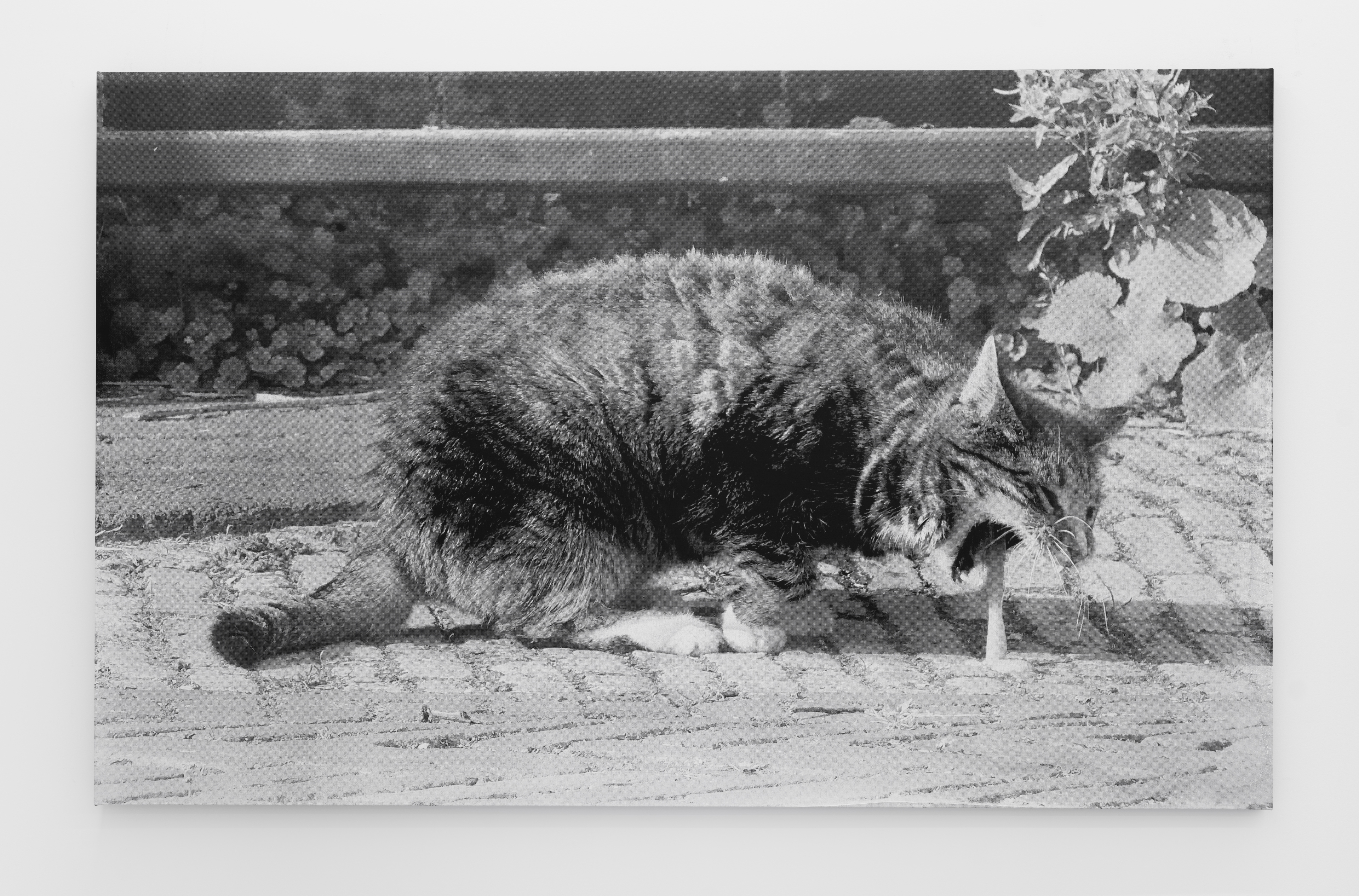 DESASTRES 0827_Kotsende_molenpoes_ Woldzigt_Roderwolde_Dr_NL.jpg variation