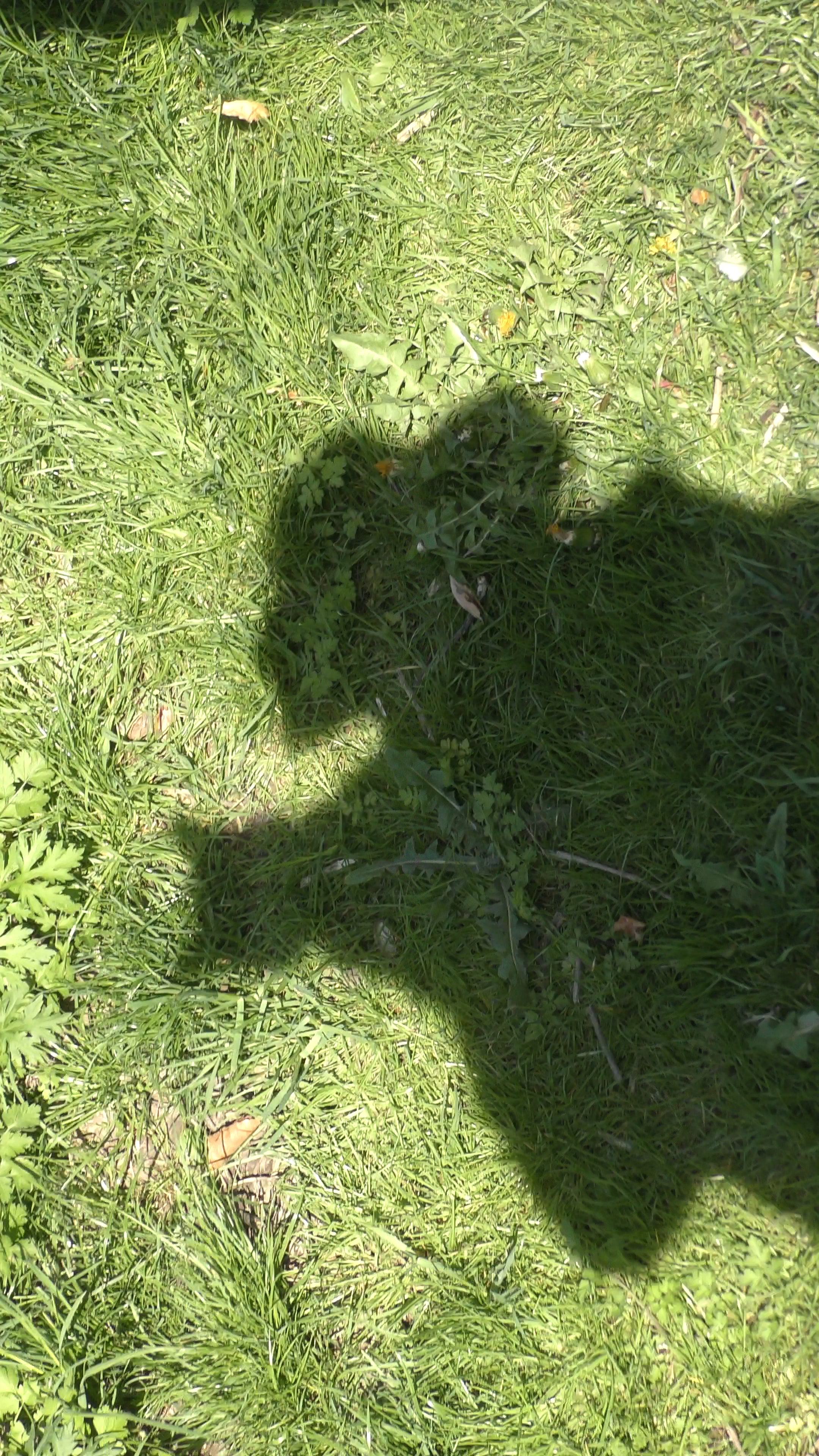Min Englefisse / My Angel Pussy