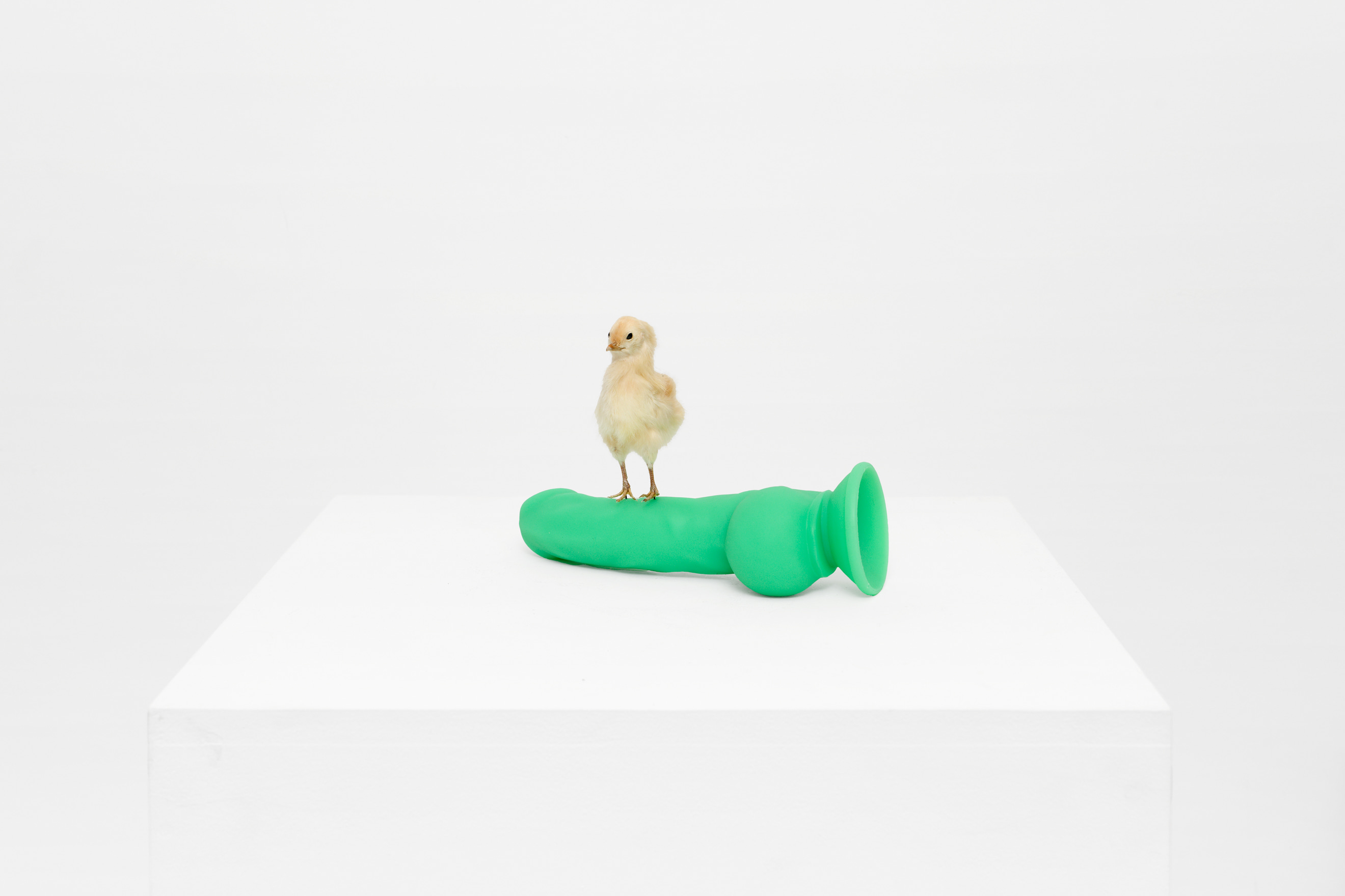 Chick with a Dick