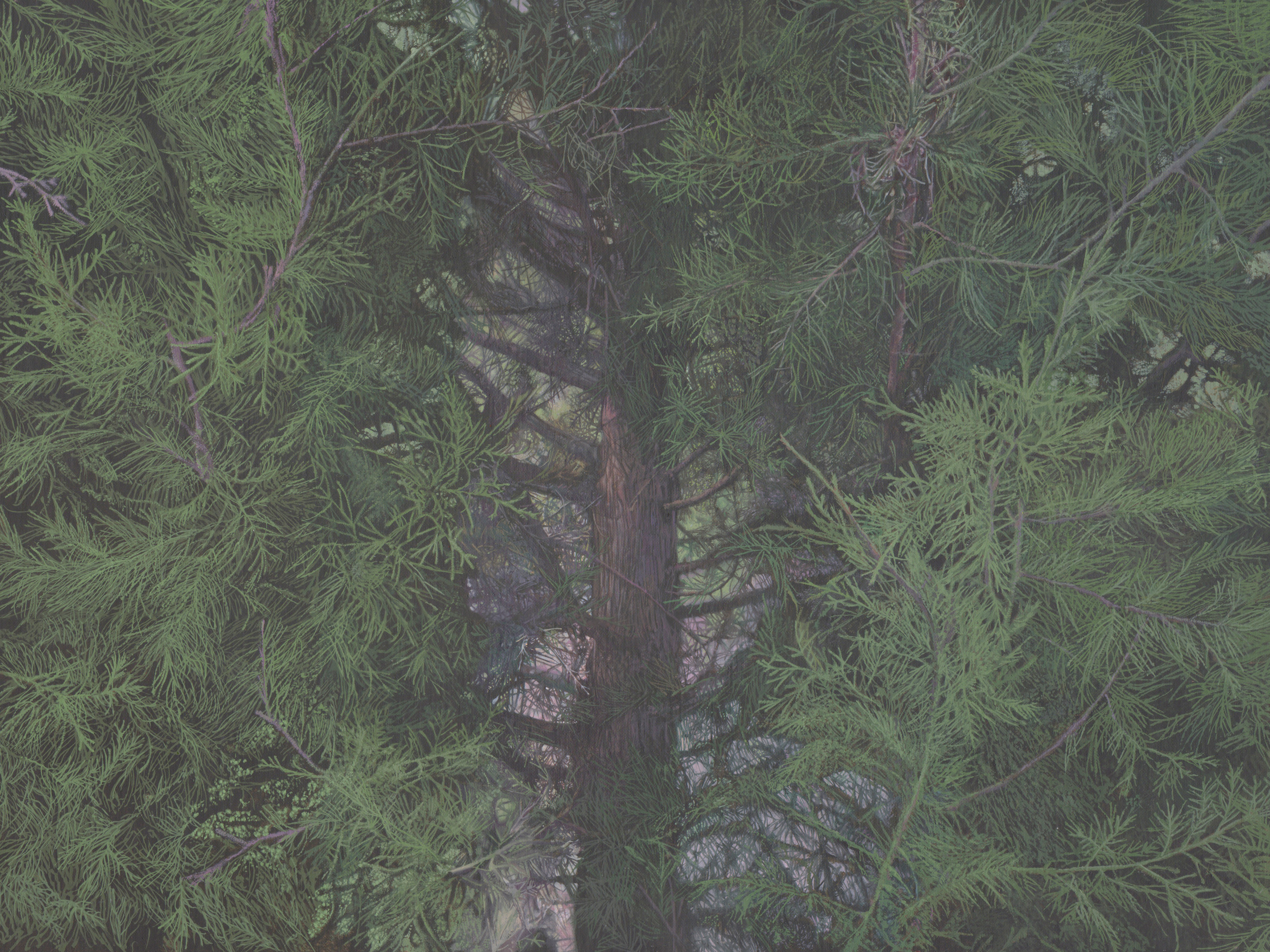 Cedar Tree