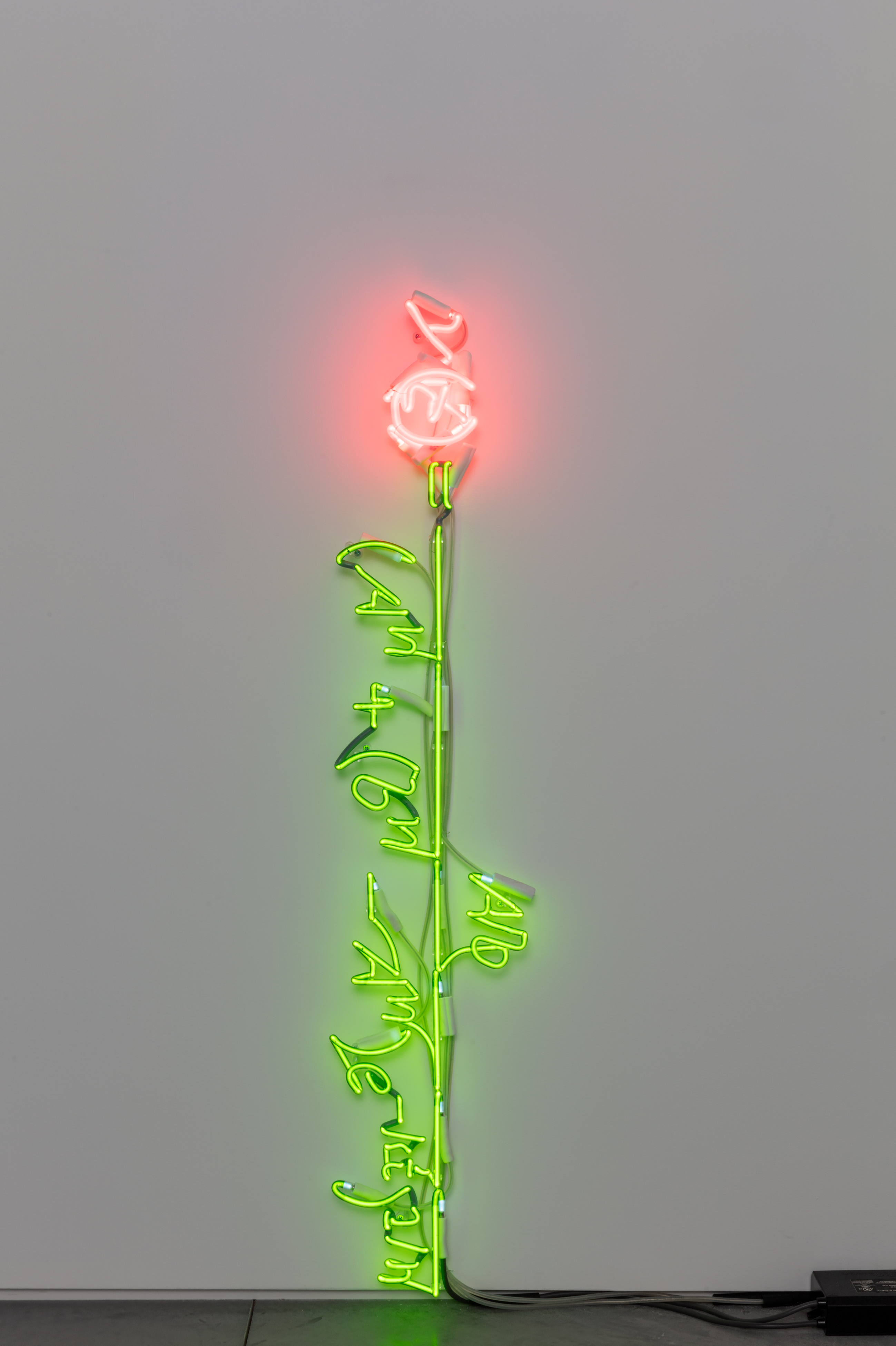 A Model for Cut Rose Stem Elongation where y is 52