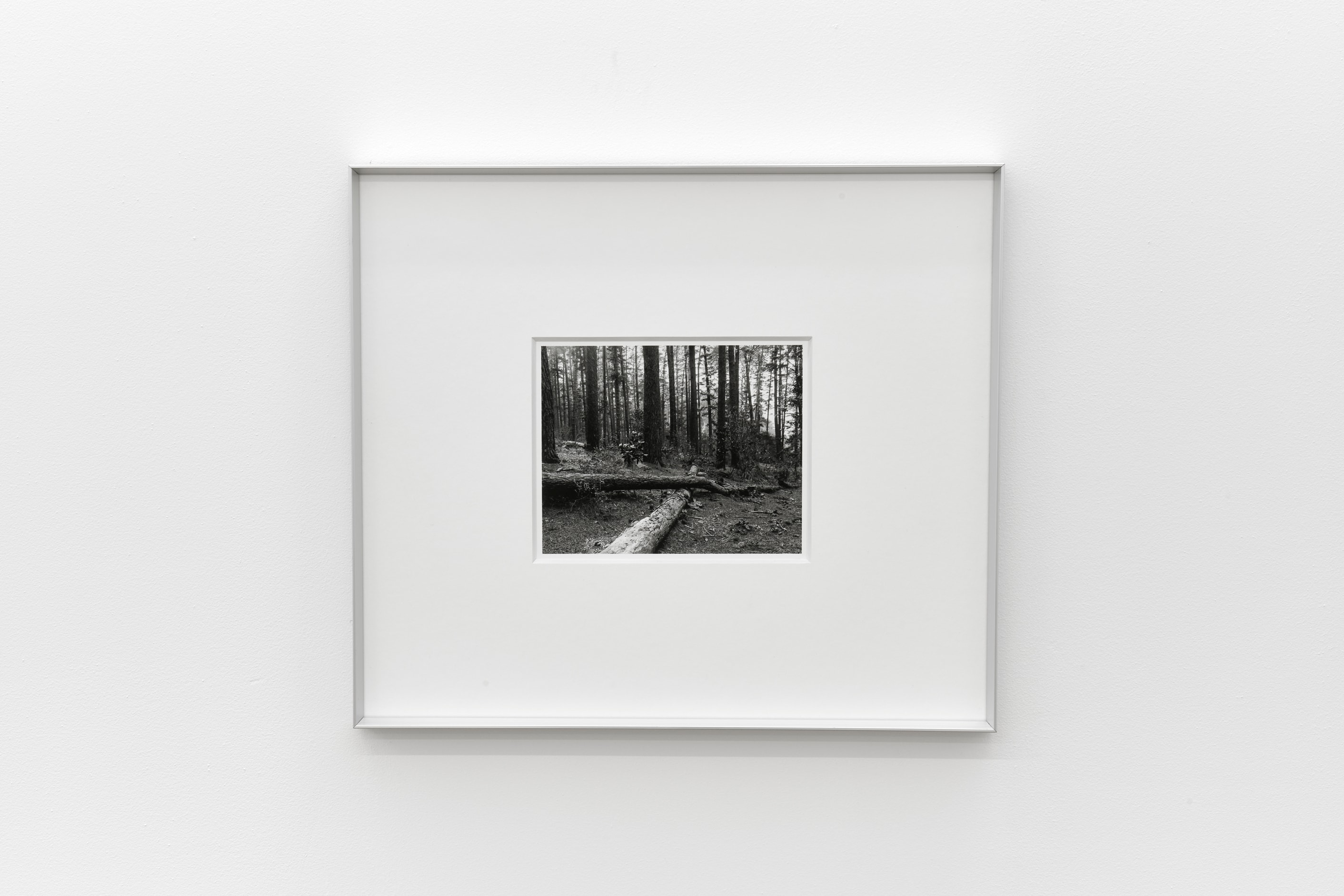 Newlands Forest