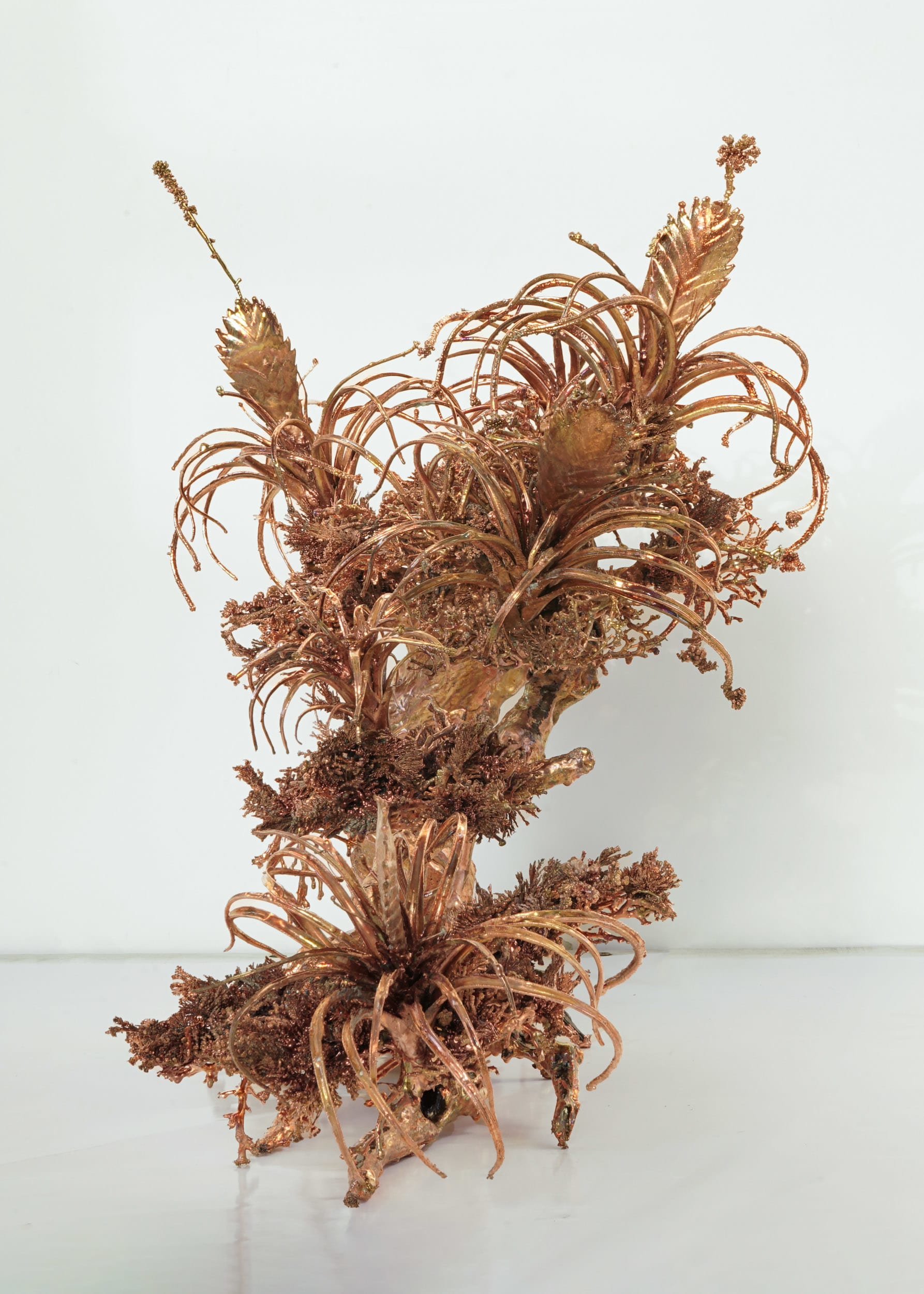 Dendrite Bonsai (Flowering Air Plants)