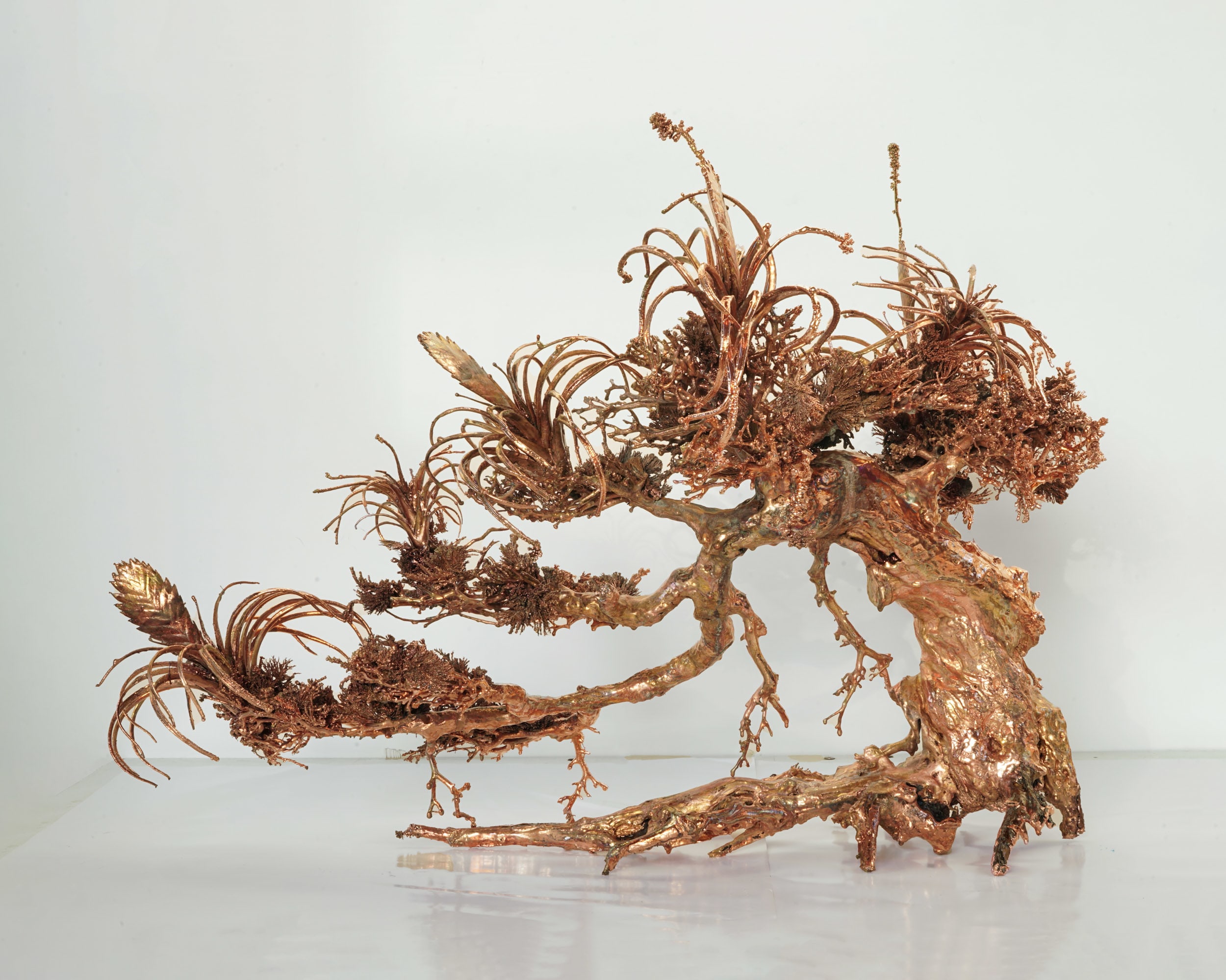 Dendrite Bonsai (Flowering Air Plants)