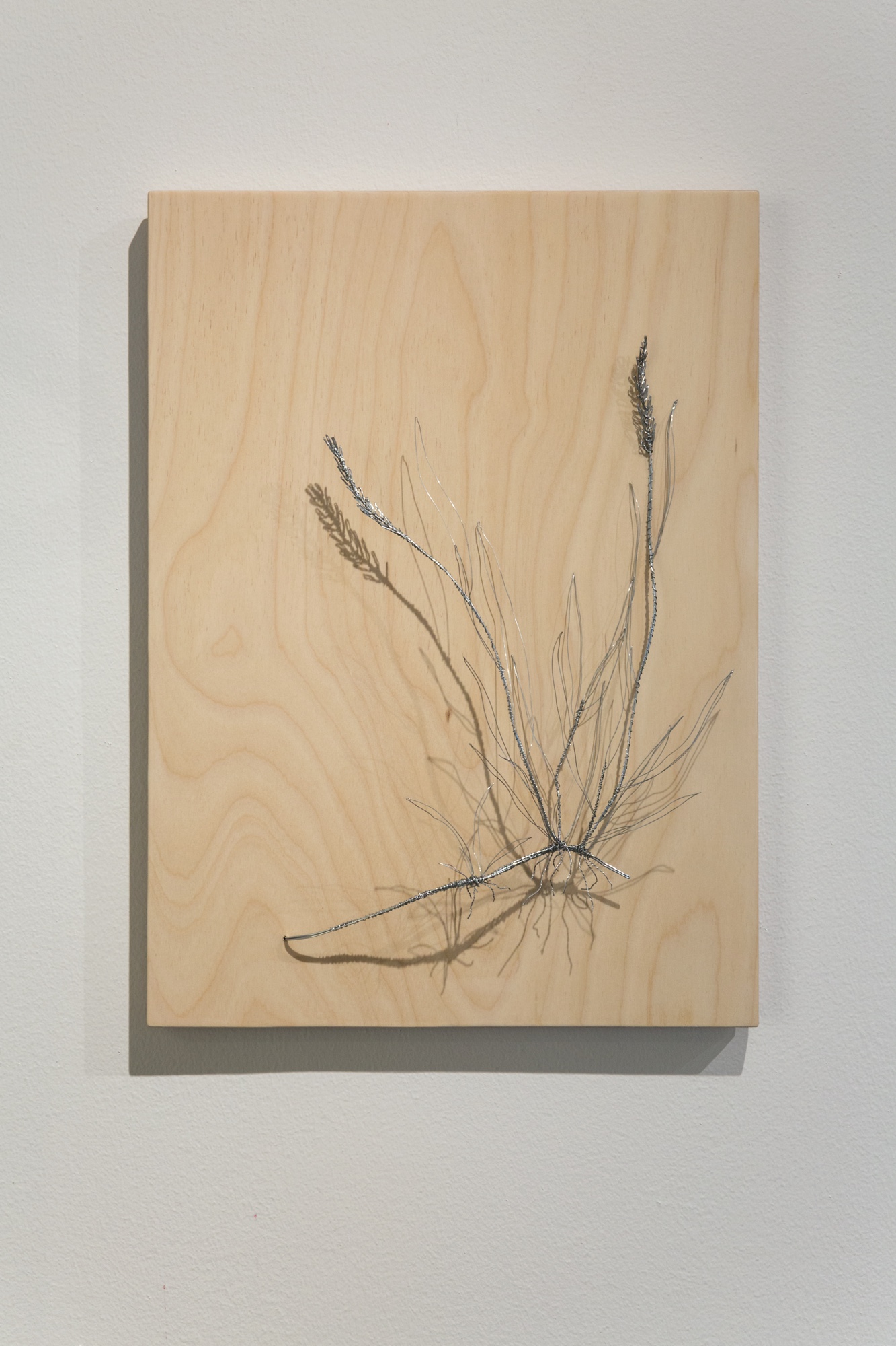 Do You See Them As Well? Elymus Repens – Couch Grass