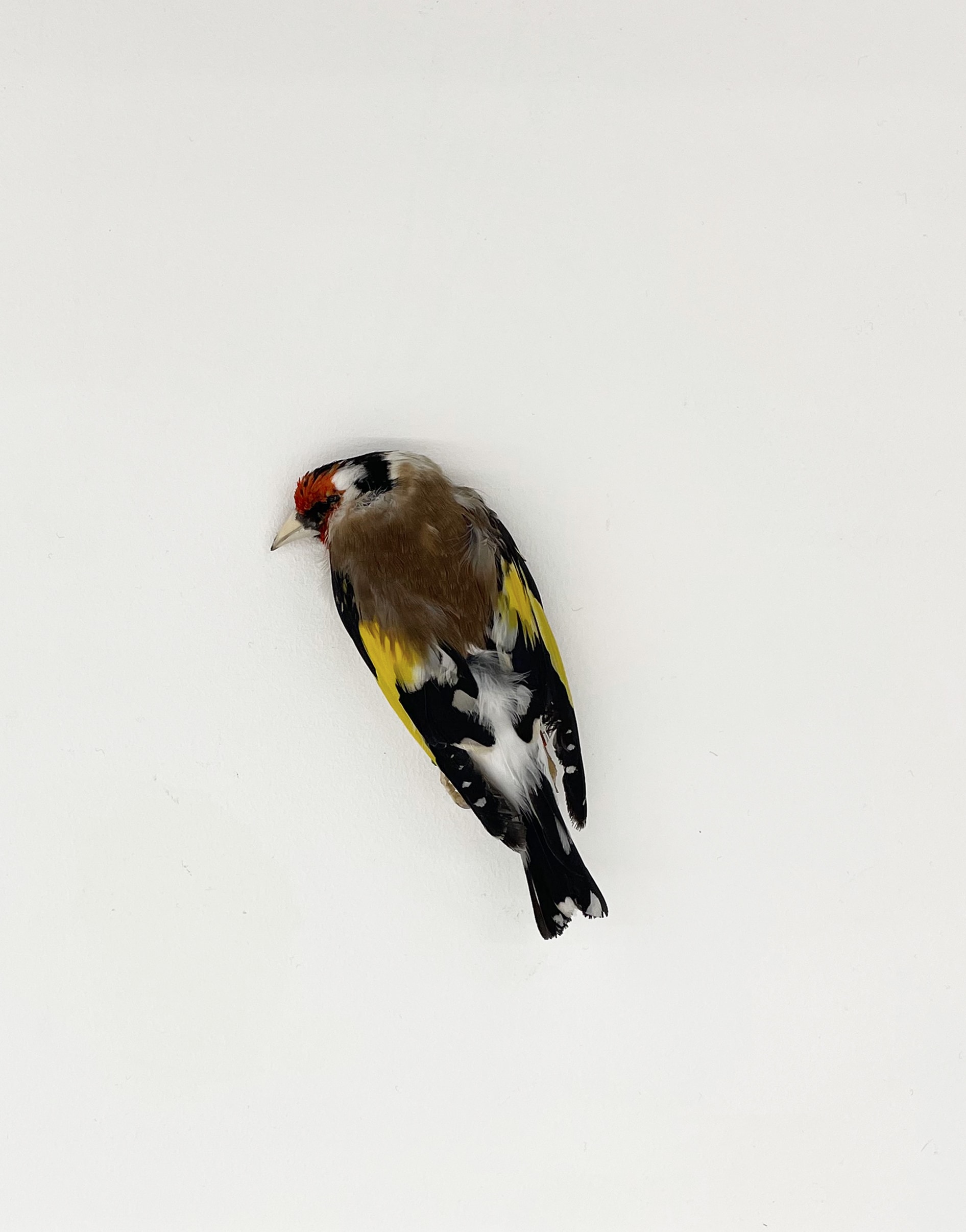 Sans titre (série d'oiseaux taxidermisés)