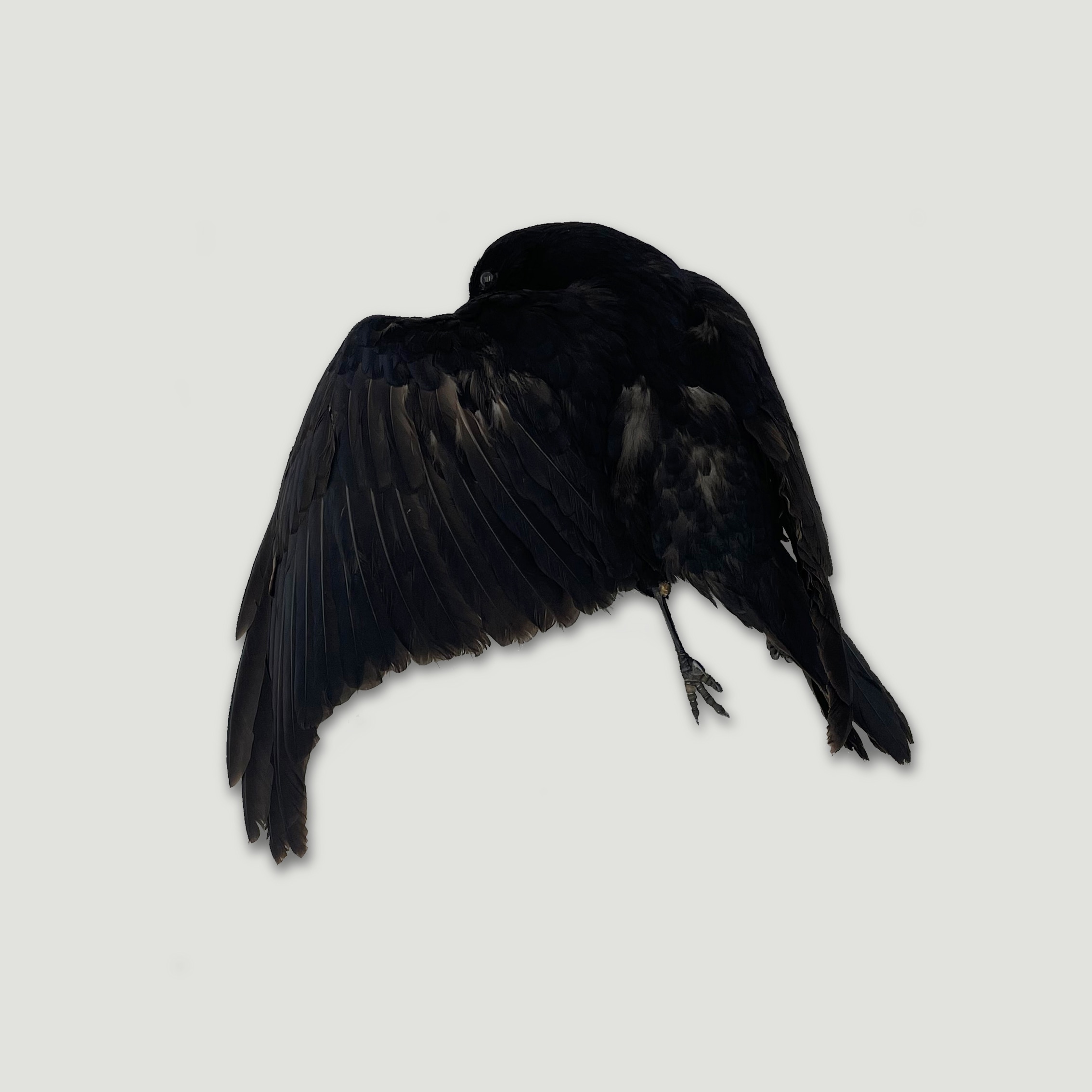 Sans titre (série d'oiseaux taxidermisés)