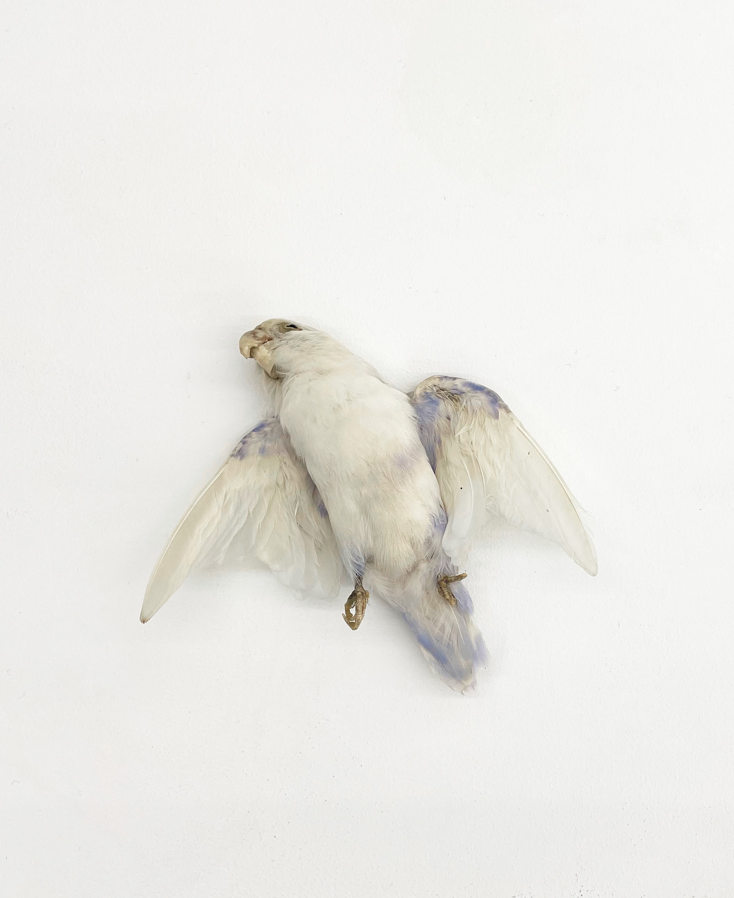 Sans titre (série d'oiseaux taxidermisés)