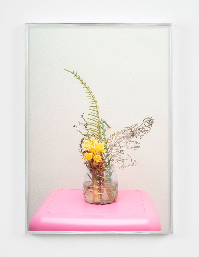 Desert Hyacinth