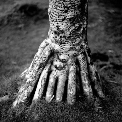 Celui qui voit, Série Pieds de bois, Île de la Réunion