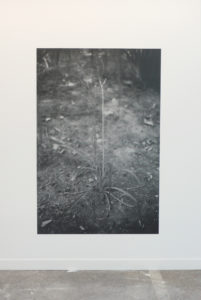 Sans titre, (projet : cosmos – fleur 14)