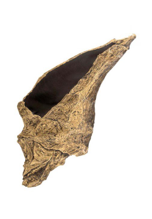 Caracola