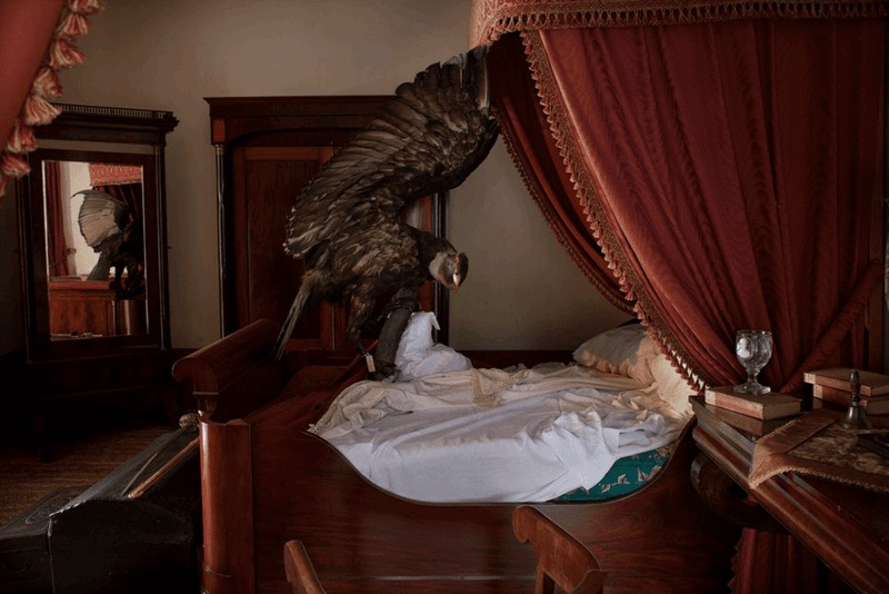 Condor Andino (vulture gryphus) en cama del héroe. Ornitología Bolivariana- La fábula de los pájaros