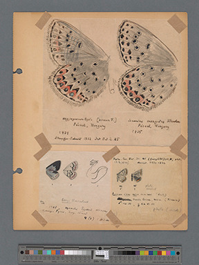 Colour Plate 55