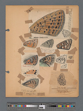 Colour Plate 41 
