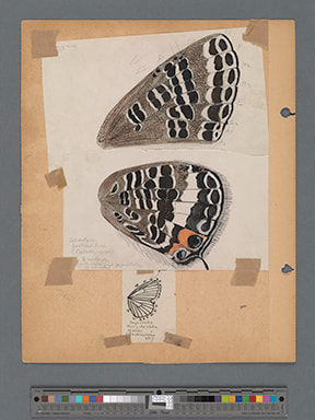 Colour Plate 44 [boeticus]