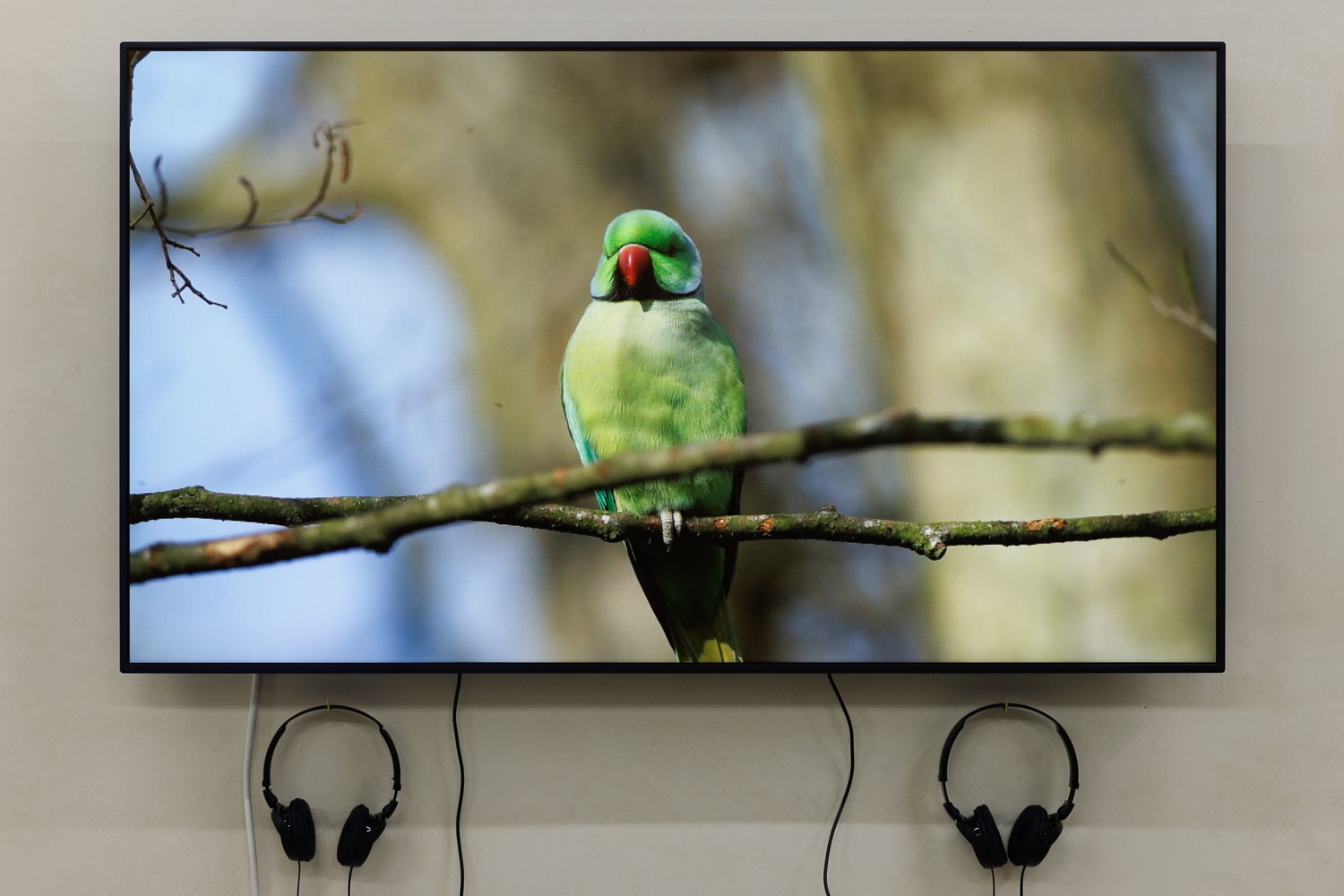 A proposal for a parakeet's garden