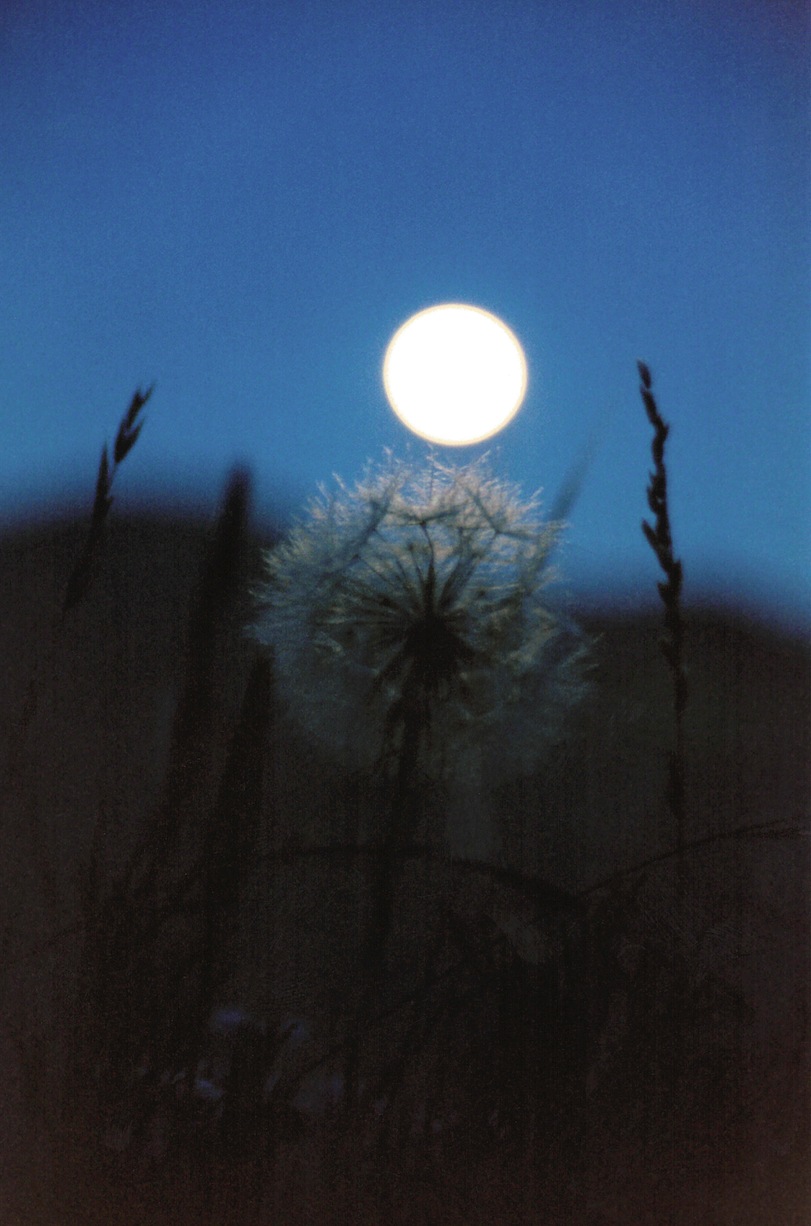 The Open Land by Moonlight (1993)