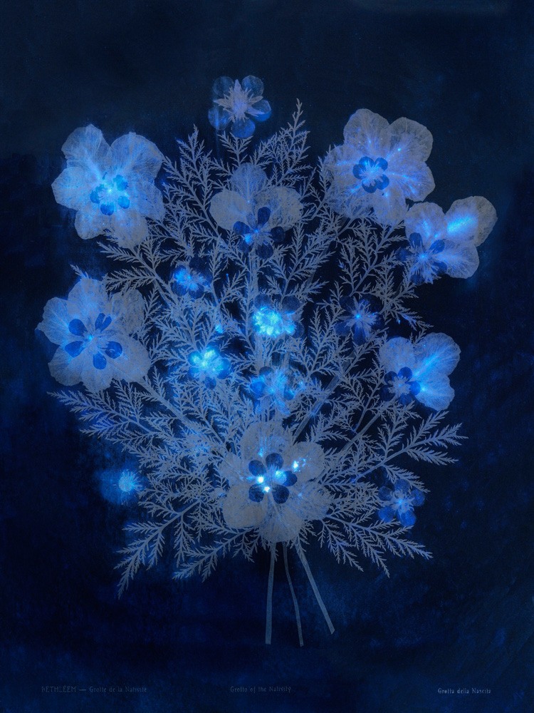 Lilies of the Field #4, Grotto of the Nativity