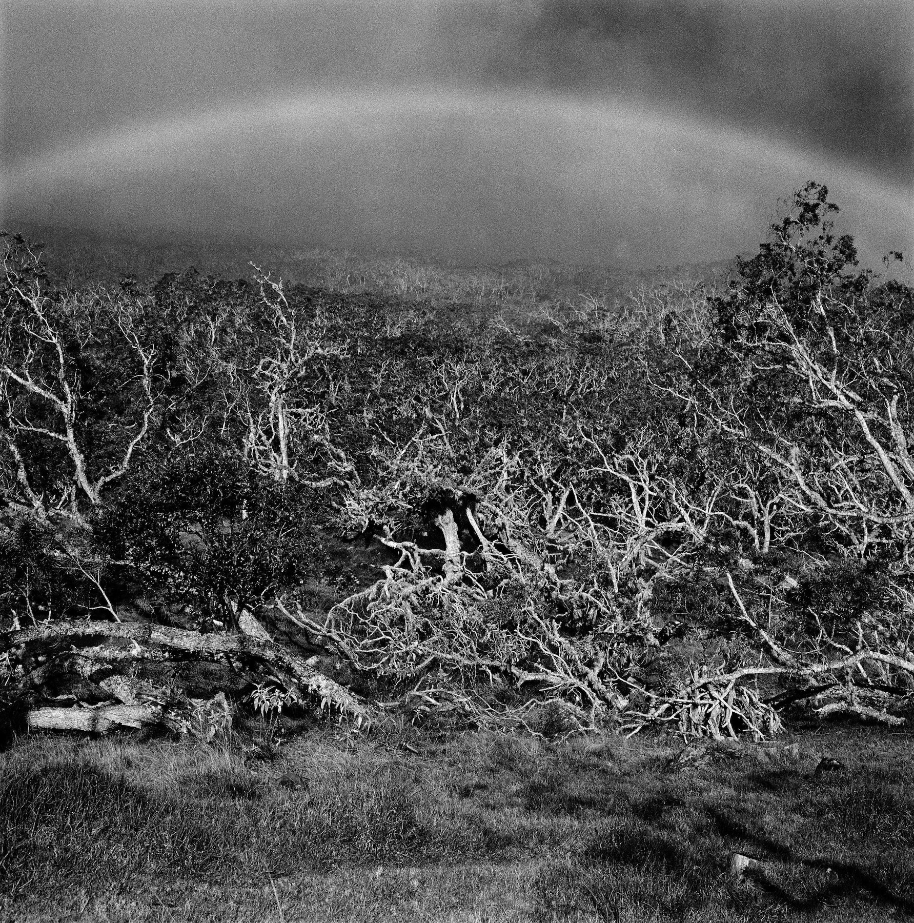 La Forêt, série Pieds de bois, Île de la Réunion