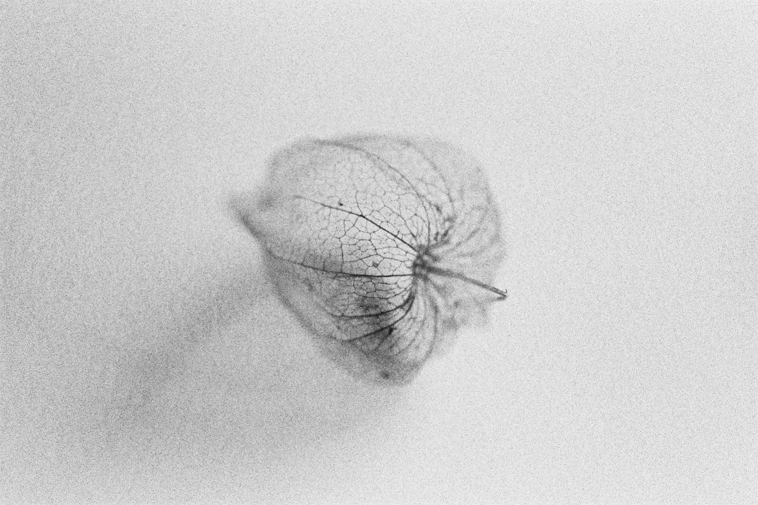 Structure Fleur