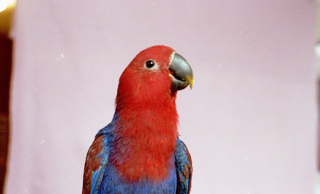 Still life in a white cube, parrot