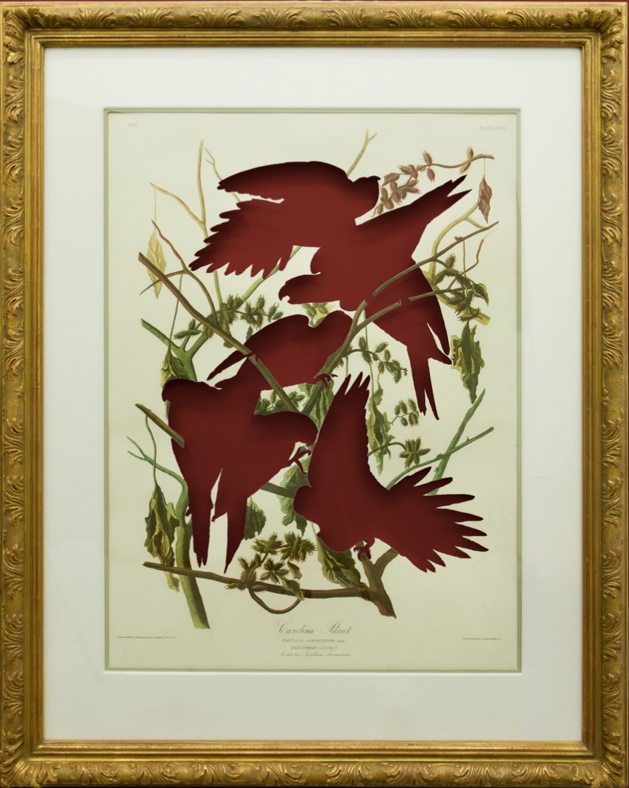 RIP Carolina Parakeet: After John James Audubon