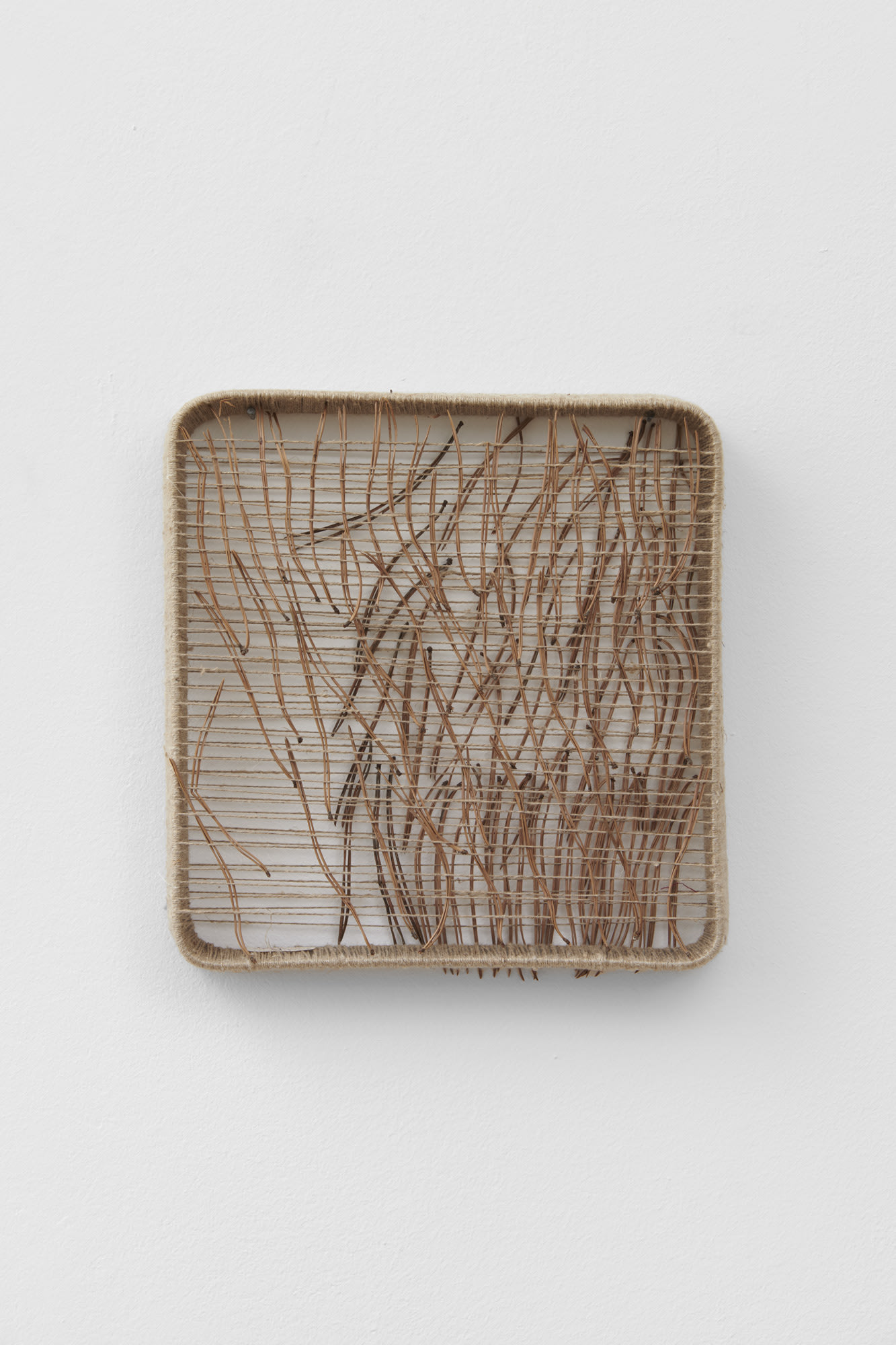 Composition with Pine Needles II