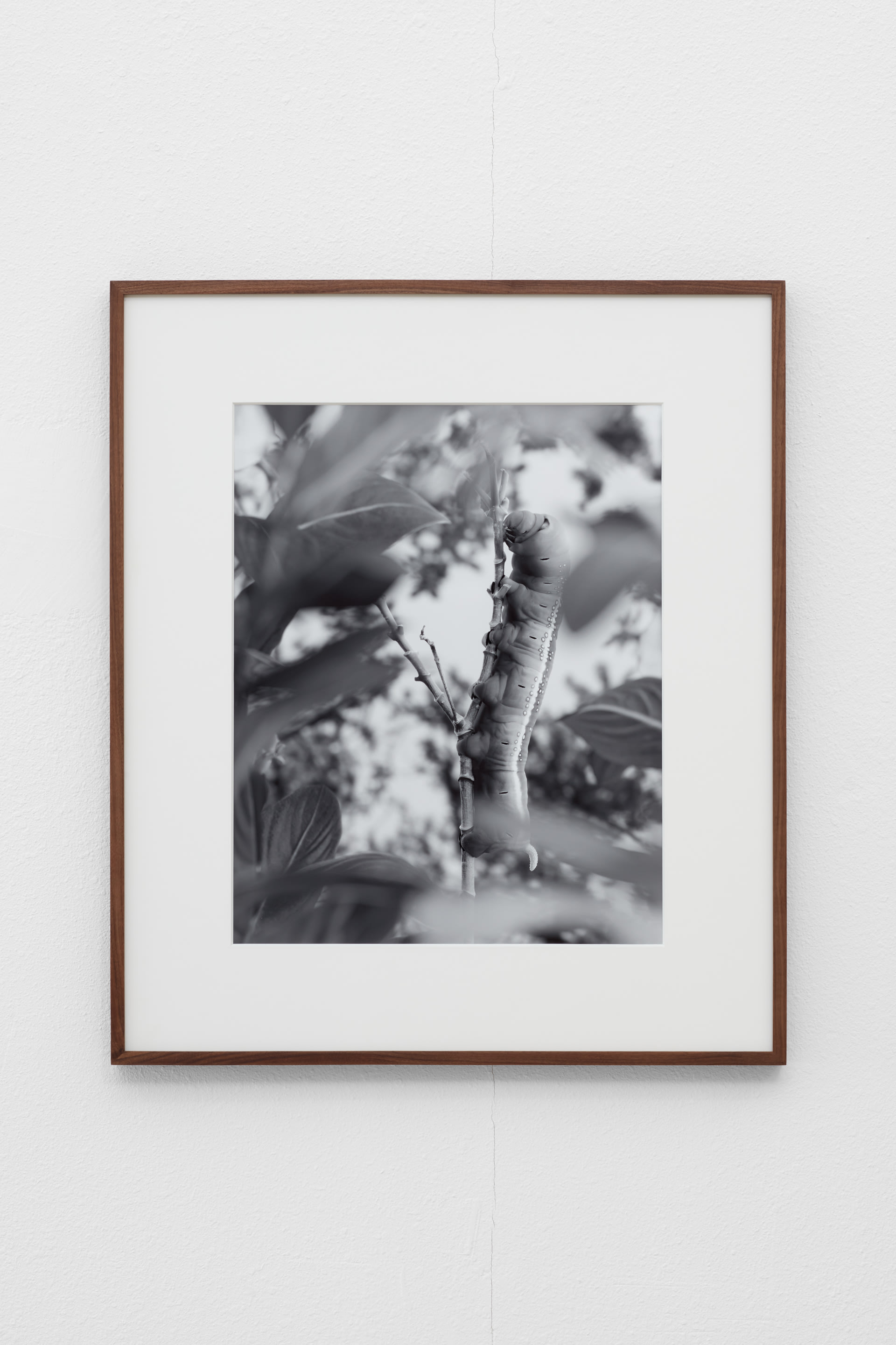 To the Satisfaction of the Botanist, I (Daphnis nerii caterpillar eating Vinca catharanthus leaves, ...