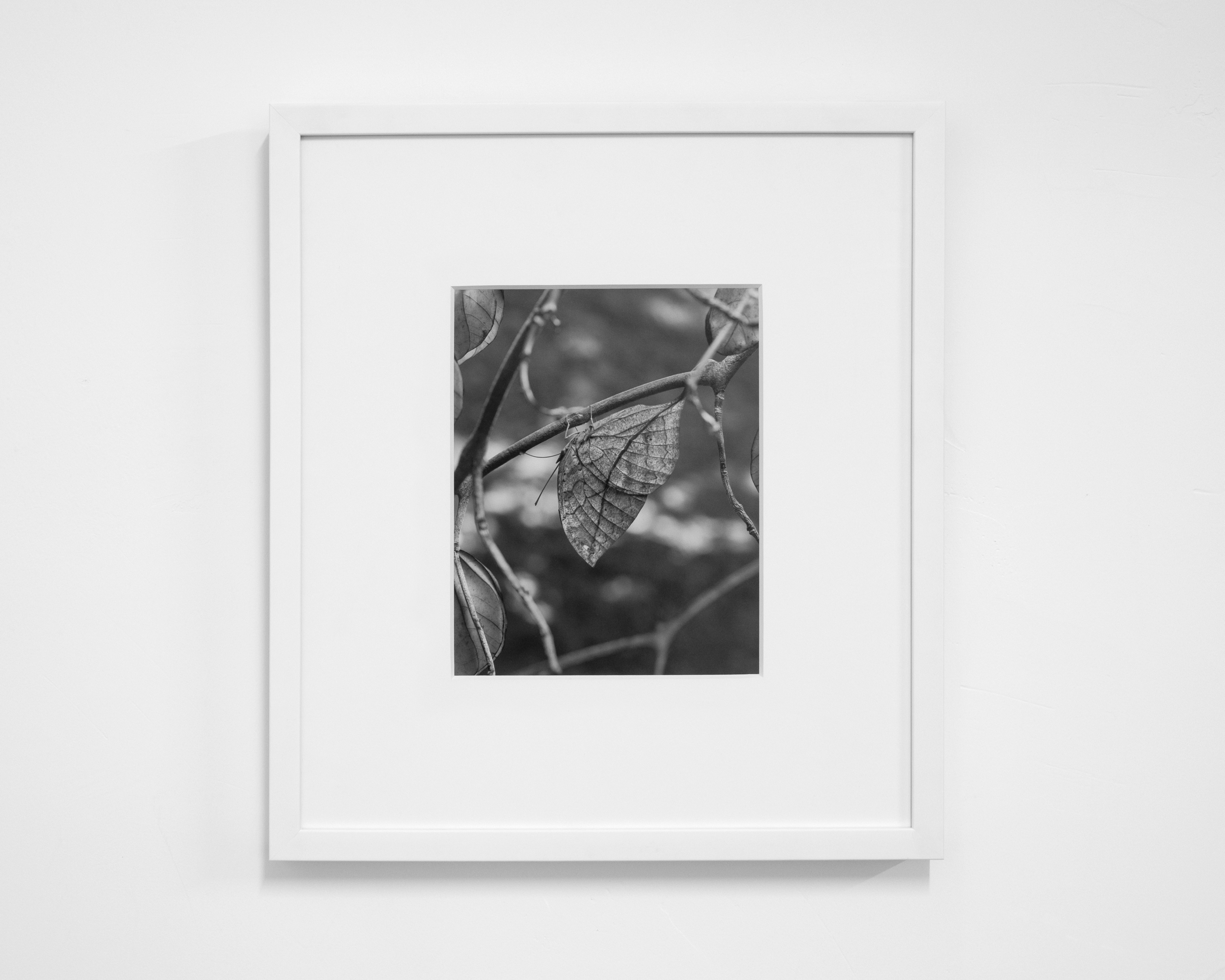 Kallima Inachus (Study for Recto Verso Ventral Dorsal), II