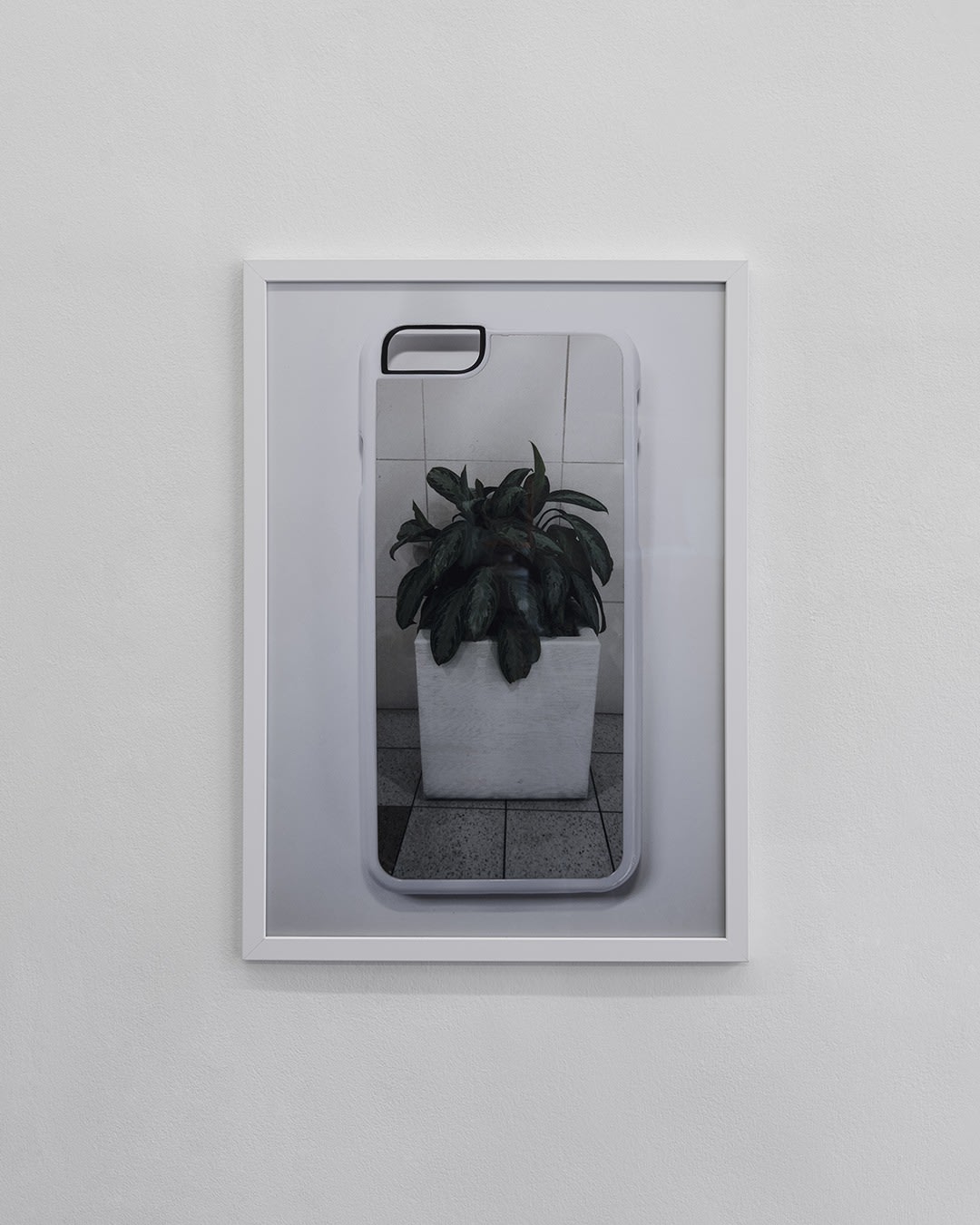 Plant, I Phone