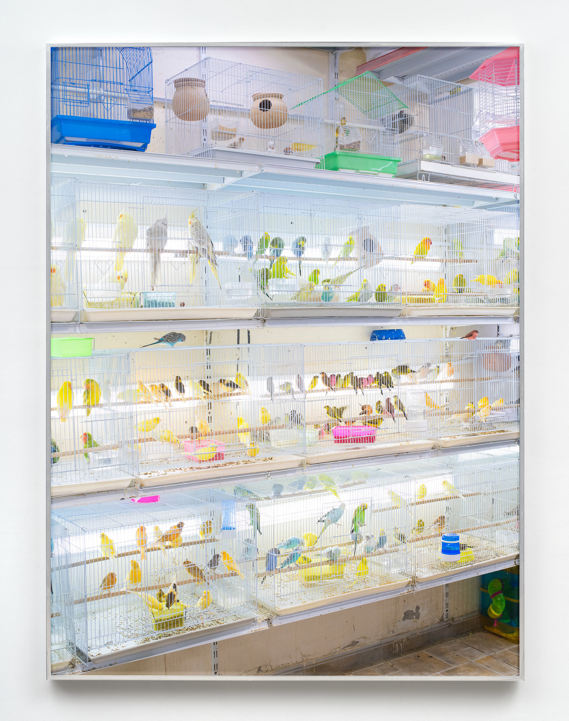 Bird Market (The Blue One Escaped)