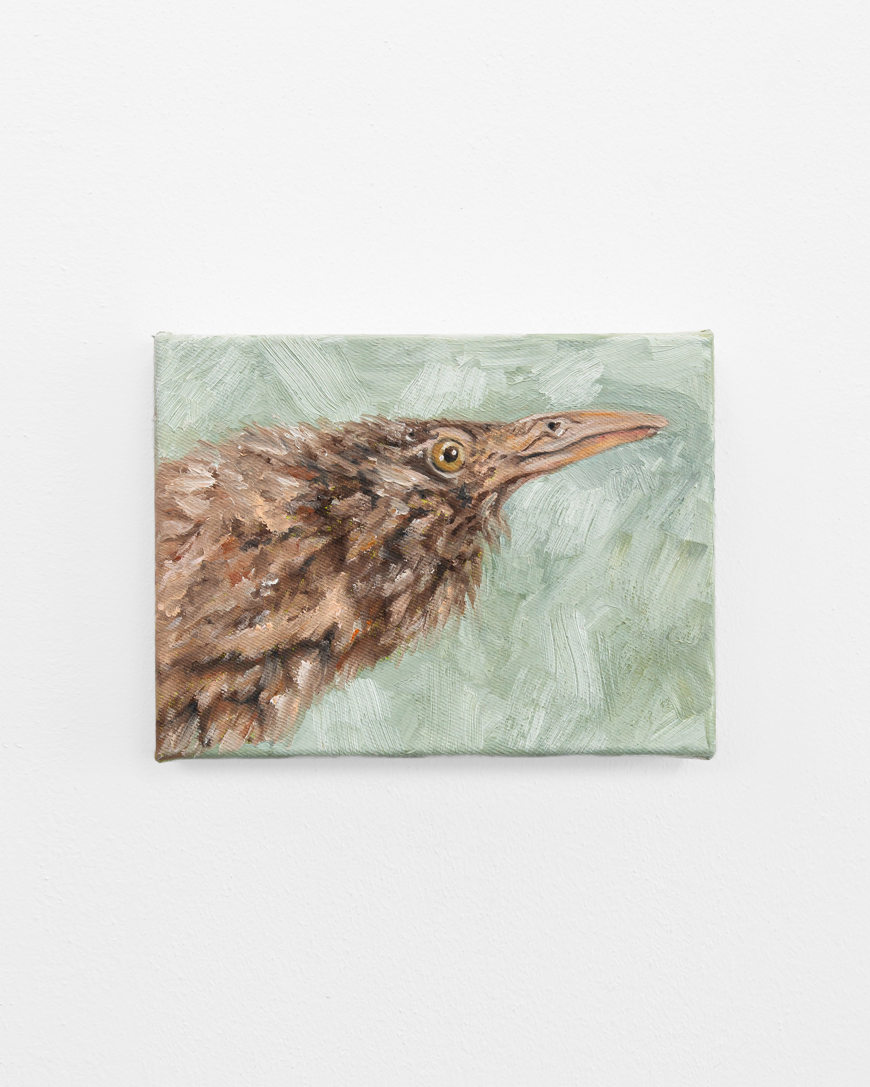 Lyall’s Wren