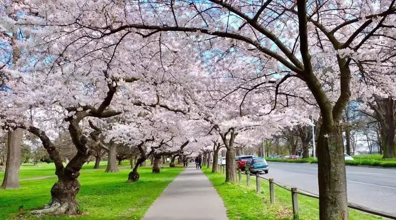  樱花大道  