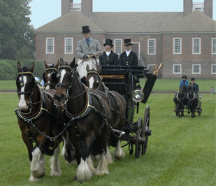 Horses