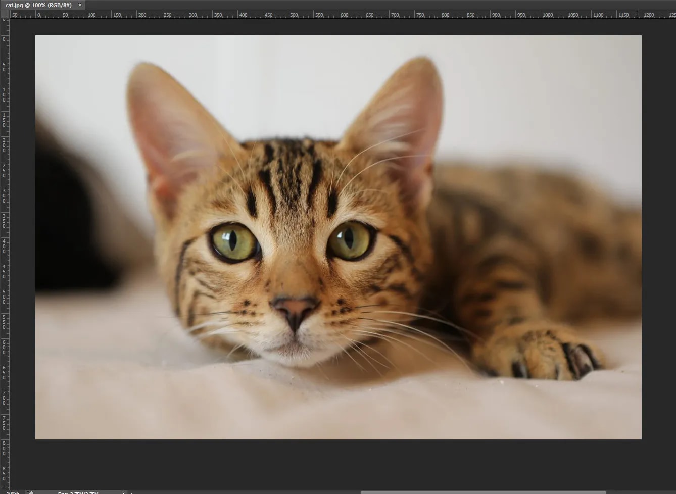 cat