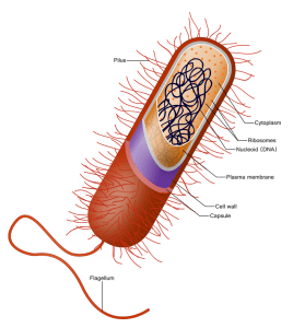 Bacterial capsule