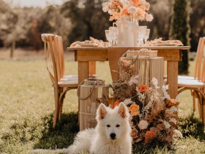 Photo de profil de La mariée en Provence