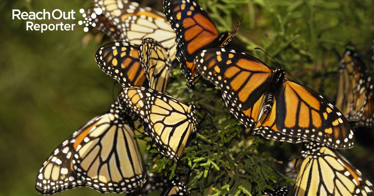 News Bad News for Monarch Butterflies I Reach Ou t Reporter Reachout