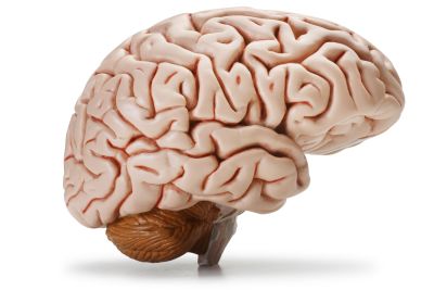 Incredible Brain