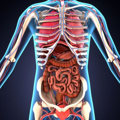 Body Systems
