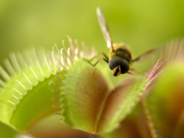 What special features do some plants have that help them survive and grow?